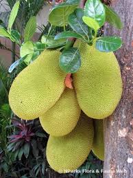 Image result for Artocarpus heterophyllus
