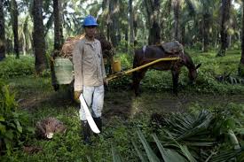 In oil palm plantation which involved the repulsion, inclination and attraction based on their unsustainability of oil palm plantation industry in malaysia. Palm Tree Oil Plantations In Gabon Create Rural Jobs
