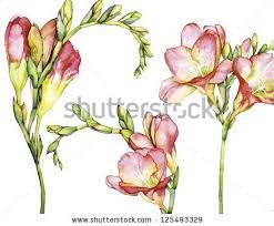 Watercolor With Freesia Flower Freesia Flower Watercolor Drawing Set Watercolor Flowers Flower Drawing Flower Painting