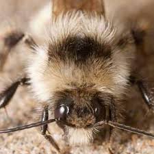 Image result for Bombus veteranus