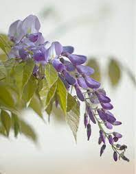 Pin By Senda Negra On Natural Essence Wisteria Tree Wisteria Golden Chain Tree