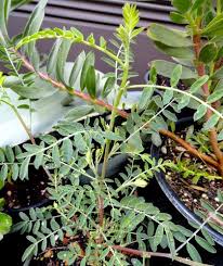 Image result for Lessertia pauciflora