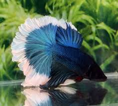 H87 Thai Import Royal Blue Butterfly Halfmoon Hm Male Betta Splendens Live Fish Betta Betta Fish Betta Fish Tank