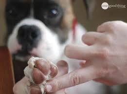 11 Astuces Que Les Proprietaires De Chien Devraient Connaitre Proprietaires De Chiens Chien Toilettage Chien
