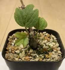 Image result for Adenia