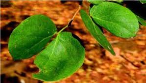 Image result for Cladostemon kirkii