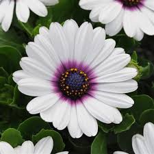 Image result for Osteospermum