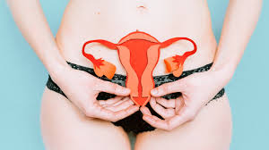 Image result for female sex organ