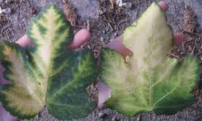 The fiddle leaf fig is still the mainstay trendsetter in the plant community, and continues to give the millennial favorite, the monstera deliciosa, a run for its money these past couple of years. Fig Tree Leaves Turning White Gardening Forums