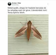 notitle emine kimkak hayvan bilimi bilgi biliyor muydunuz