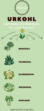 Alle Formen Des Kohls Die Wir Heute So Schatzen Haben Ihren Ursprung Im Wildkohl Der Auch Urkohl Genannt Wird Diesen Findet Ma Palmkohl Kohl Gemuse Anbauen