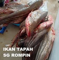 Ikan tapah terbesar ada di bakun posted. Anim Agro Technology Ikan Tapah Sg Rompin Lazatnya
