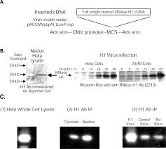 Maybe you would like to learn more about one of these? Determination Of The Role Of The Human Rnase H1 In The Pharmacology Of Dna Like Antisense Drugs Journal Of Biological Chemistry