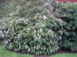 Pink flowers that bloom in february. Pink Rhododendron Blooms In February Garden Variety Life