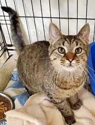 citation needed fate of the dog. Pet Of The Week 9 Month Old Tabby Cat Nellie Needs A Good Home