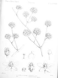 Image result for Cynanchum mulanjense