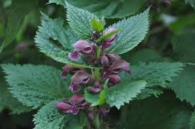 Image result for Ocimum lamiifolium