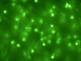 We did not find results for: Green Backgrounds Neon Lights Public Domain Image Freeimg