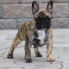 The breed is used for hunting in packs. The Many Colors Of The French Bulldog Petshotspot Com Bulldog Puppies French Dogs Brindle French Bulldog