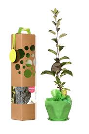 Www.manufacturaflorale.de ihr profi für hochzeitsdekoration und hochzeitsblumenschmuck. Hochzeitsbaum Geschenk Fur Das Brautpaar Mit Ihrem Personlichen Text