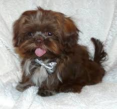 Shih Tzu Dog Shih Tzu Puppy Shih Tzu Shitzu Puppies