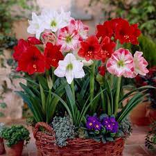 Van Zyverden Amaryllis Mixed Bulbs For Indoor Potting Set Of 5 87206 The Home Depot Amaryllis Bulbs Amaryllis Flower Pots