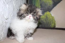 Our persian, himalayan and exotic kittens for sale come in an array of colors: Adorable Persian Kittens For Sale In Aurora Colorado Classified Americanlisted Com