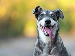 Da wir zu den glücklichen menschen gehören, die drei dieser fantastischen mischlingshunde haben, dachten wir, es wäre eine gute idee, mal etwas über diese besondere spezies in unserem hundeblog zu schreiben. Mischlingshunde Borse Mischlingshund Hunde Mischlinge