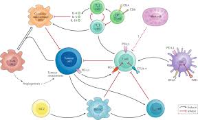 The part of the kidney where it attaches is called the renal pelvis) cancer of the pancreas cancer of the larynx (voice box) The Multifaceted Immune Regulation Of Bladder Cancer Nature Reviews Urology