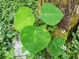 Image result for Ficus abutilifolia