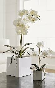 Our Potted Faux Orchid Plants Grace A Bathroom Counter Bookshelf Or Coffee Table With The Plant S Signature Delicate B Artificial Orchids Orchid Plants Plants