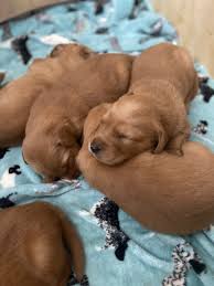 Only guaranteed quality, healthy puppies. Golden Retriever Puppies For Sale Austin Tx 355801