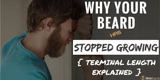 The only hairs that are likely to fall off are the vellus or baby hairs. Why Your Beard Has Stopped Growing Terminal Hair Length Explained