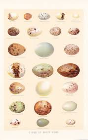 4 95 Gbp Framed Print Vintage Victorian Bird Eggs Picture Poster Animal Hawk Eagle Ebay Home Garden Bird Eggs Antique Art Book Plates