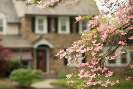 There are 1314 dogwood flowers tree for sale on etsy, and they cost $15.93 on average. Dogwood Tree Beautiful Blooms Legend And Tree