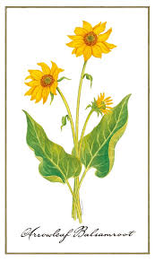 We did not find results for: Pin By Aubrey Pope On Foraging Botanical Flowers Colorado Flowers Healthy Garden