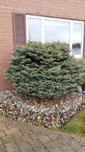 Among the most popular 'blue' conifers is the colorado blue spruce. 9 Or 10 Yr Old Globe Blue Spruce As Foundation Planting Too Big 397305 Ask Extension