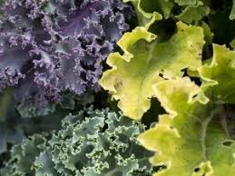 The thick stems of a kale leaf make up a large proportion of its mass. Kale The Nutrition Source Harvard T H Chan School Of Public Health