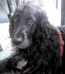 Deswegen sucht das tierheim jetzt schon nach zuverlässigen menschen. Susser Cocker Spaniel Sucht Neues Zuhause 479124