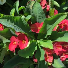 This popular flowering succulent houseplant, usually called kalanchoe, florist kalanchoe or they're grown in a wide range of colors; Crown Of Thorns Plant Bright Pink Succulent 2 Cutting Plants Seedlings Patterer Home Garden