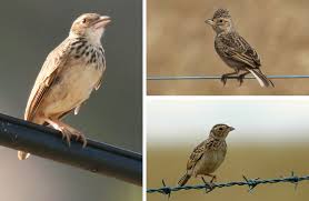 Artikel jenis jenis branjangan perawatan branjangan suara branjangan dan gambar burung branjangan. Cara Membedakan Branjangan Dan Richard S Pipit Om Kicau