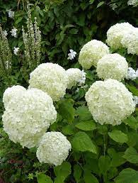 Sun Pt Shade Avg Water Hydrangea Arborescens Annabelle 4 X 4 12 95 Hydrangea Arborescens Annabelle Hydrangea Arborescens Arborescens