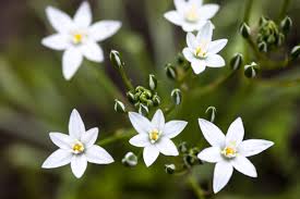 Star Of Bethlehem Flower Meaning Flower Meaning