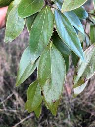 Image result for Cryptocarya liebertiana