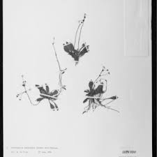 Image result for Tragus pedunculatus