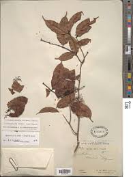 Image result for Landolphia incerta