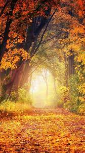 20 Autumn Nature Wallpapers Hd Backgrounds For Iphone Android Lock Screen Fall Trees Leaves Art Autumn Nature Autumn Forest Forest Backdrops