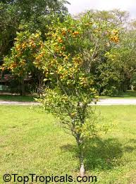 Image result for Citrus reticulata