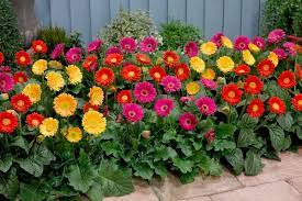Gerbera Daisy Plants Gerbera Flower Beds