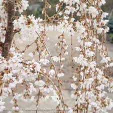 White powdery mildew on hibiscus is a common problem that usually won't kill the plant, but the powdery substance can definitely detract from its lush appearance. 7 Prunus X Aosnow Fountain Ao White Weeping Cherry Bates Nursery Garden Center